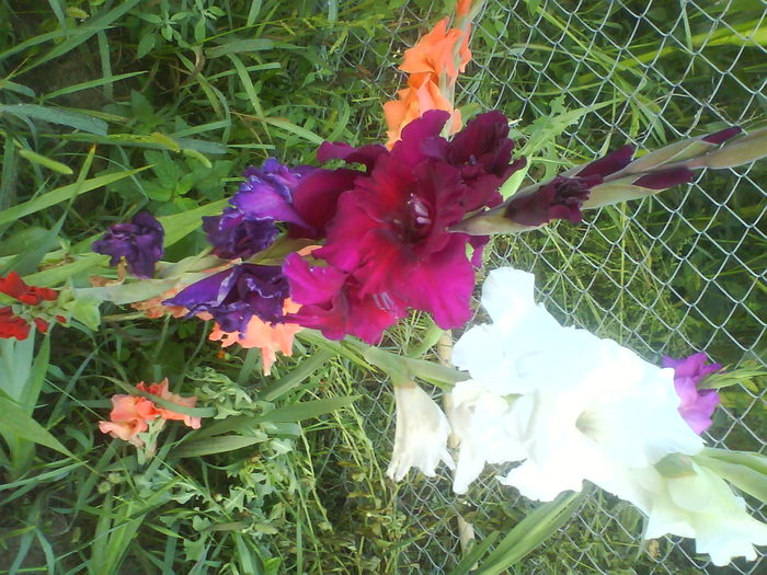 DSC02754 - gladiole 2010