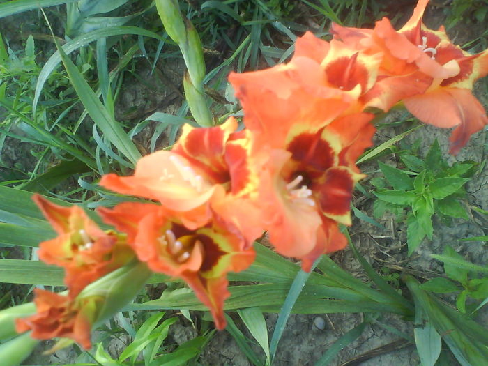 DSC02760 - gladiole 2010