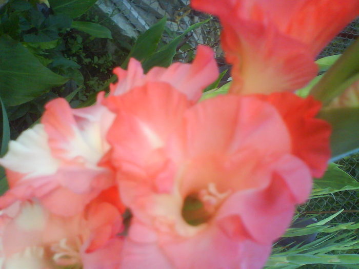 DSC02762