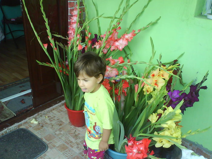 DSC02802 - gladiole 2010