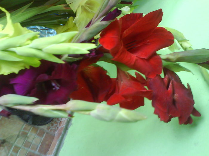 DSC02811 - gladiole 2010