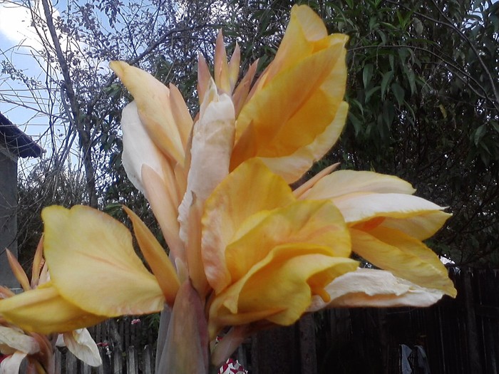 2010 - canna