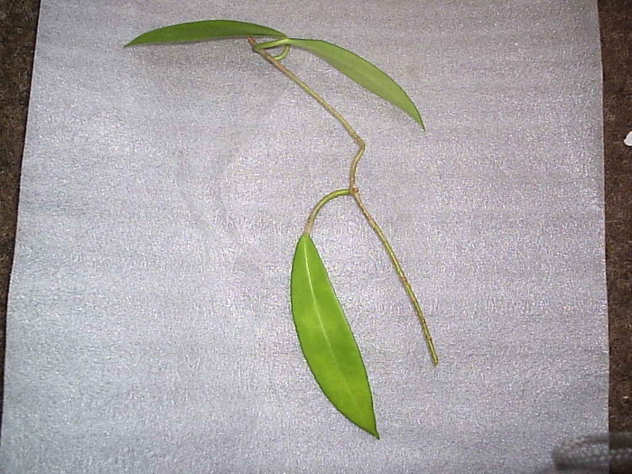 butas - Hoya pubicorolla sp HSI 037