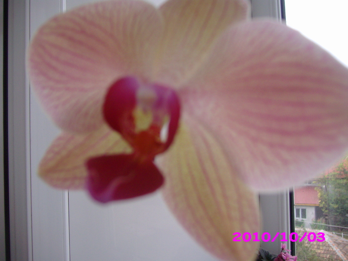 IMG_8150 - orhidee
