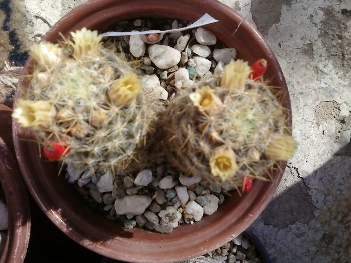 M. prolifera (4)