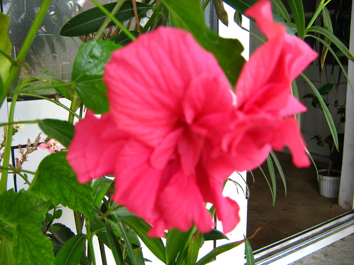 IMG_1528 - flori vara 2010
