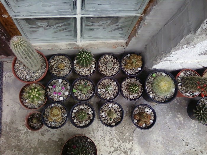 Cactusi grup