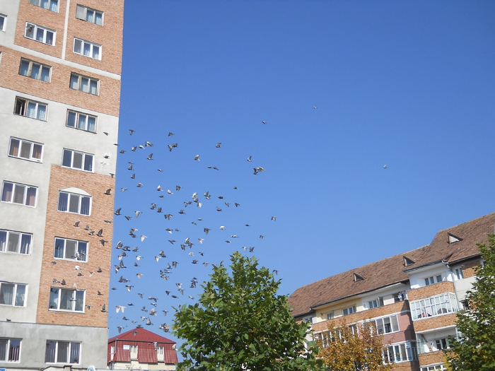 ...al porumbeilor străzii - prin Bistritz
