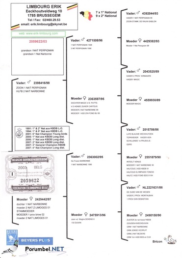 Petre-Petre - PEDIGREE MATCA