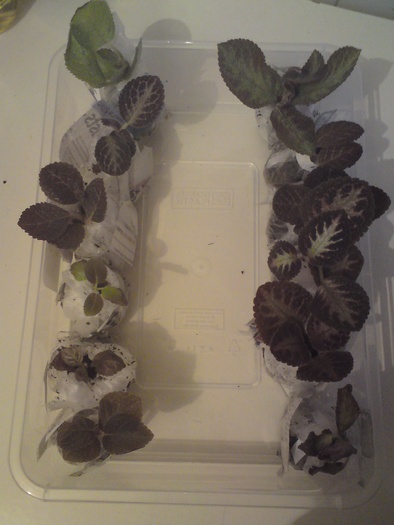 Achizitii noi - SUA - Episcia