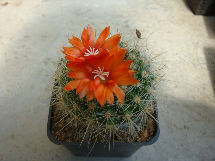 Parodia penicillata  (Fechser & Steeg 1960)