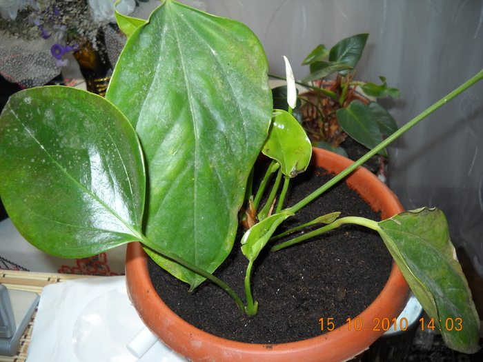 DSCN9621 - anthurium