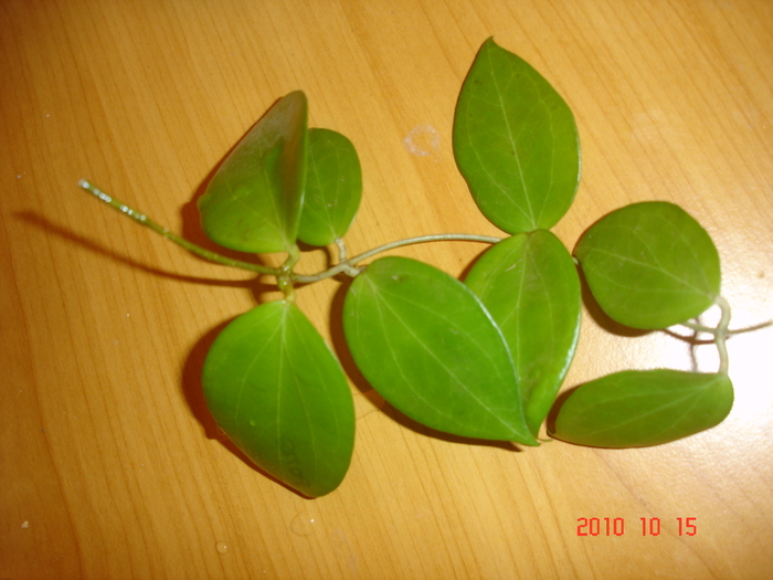 15.10.2010 - Hoya Pottsii