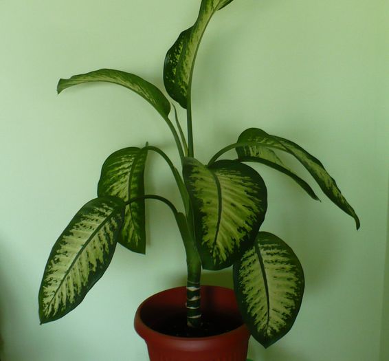 P1300799 - Plante verzi - decorative prin frunzis 2009 - 2010