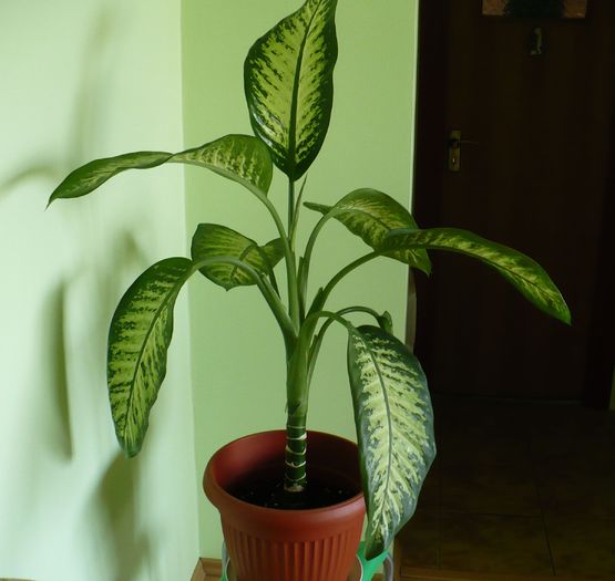 P1300800 - Plante verzi - decorative prin frunzis 2009 - 2010