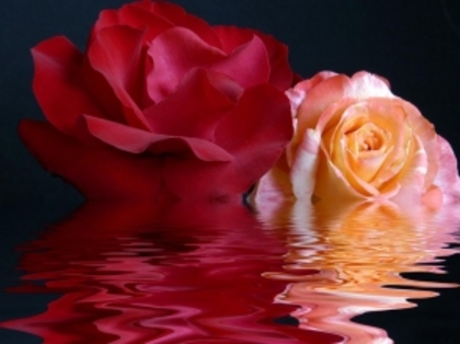 anunt-poza-trandafiri-reflexie-in-apa-4189-294 - trandafiri