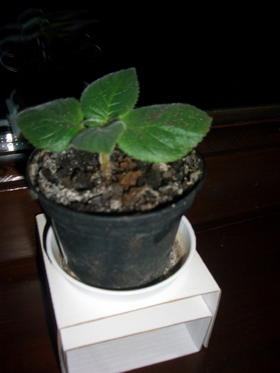 CIMG2859 - gloxinia-kohleria-achimenes