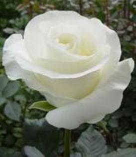 22143108_AELYAXVCP - trandafiri