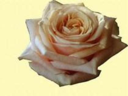 22143131_MDSOQXINW - trandafiri