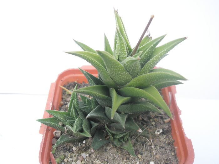 H. de la Cris - 15.10 - Haworthia