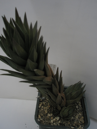 H. glauca - 15.10 - Haworthia