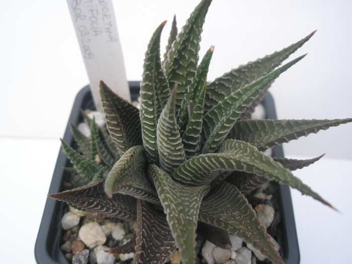 H. limifolia de la seghet - 15.10 - Haworthia