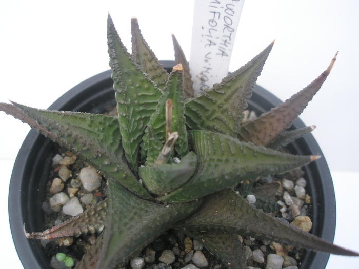 H. limifolia v. nigra - 15.10 - Haworthia