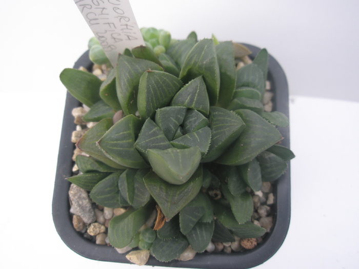 H. magnifica - 15.10 - Haworthia