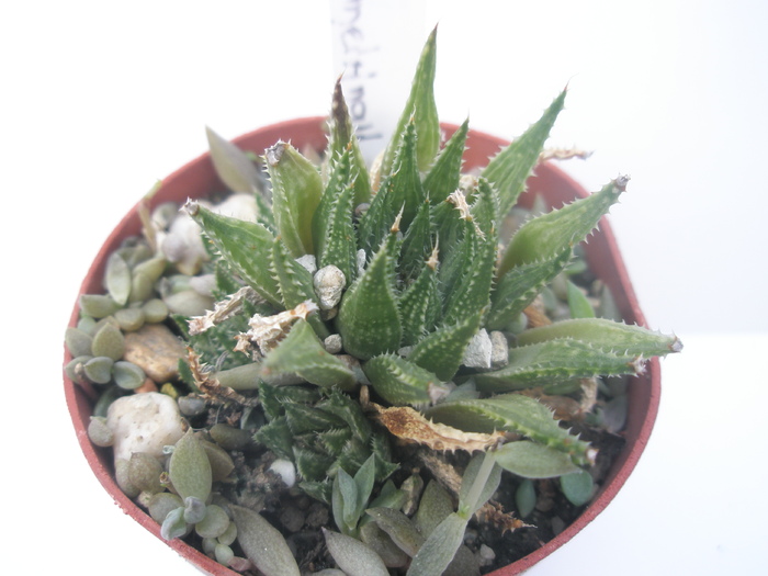 H. magnifica v. meiringii - 15.10 - Haworthia