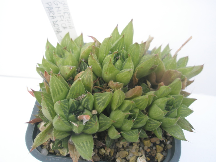 H. magnifica v. paradoxa - 15.10 - Haworthia