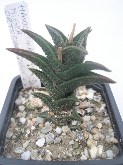 H. nigra - 15.10 - Haworthia