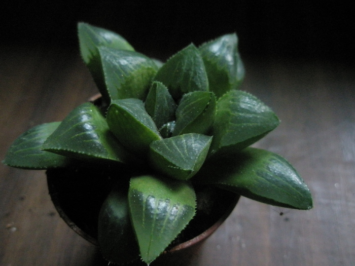 H. noua - 15.10 - Haworthia