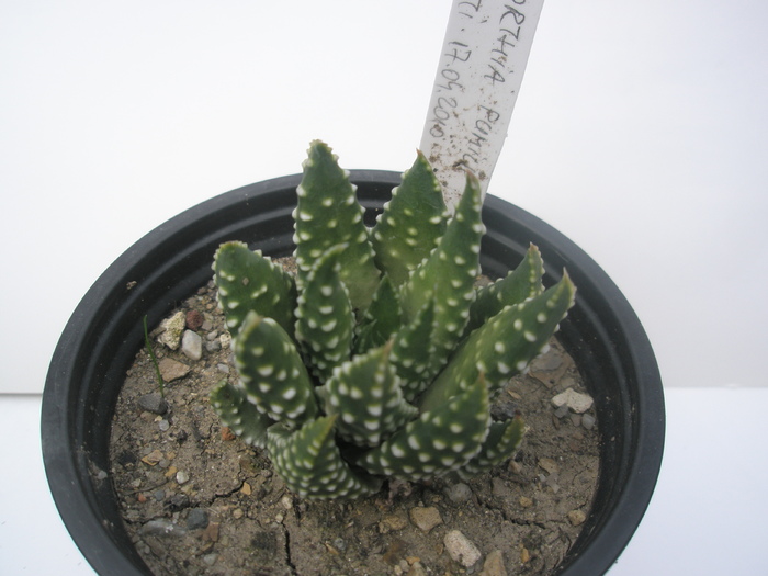 H. pumila 2 - 15.10 - Haworthia