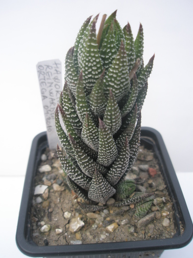 H. reinwaldtii - 15.10 - Haworthia