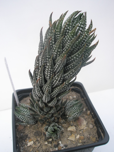 H. reinwardtii v. kaffirdriftensis - lateral