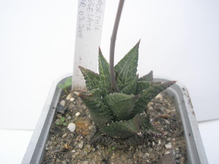 H. tesselata - 15.10 - Haworthia