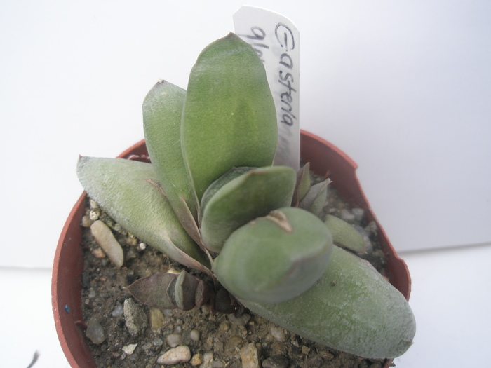 G. glomerata - 15.10 - Gasteria