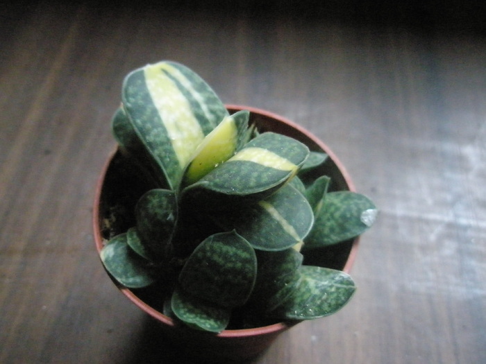 G. variegata - 15.10 - Gasteria