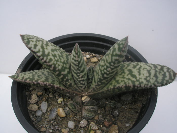 Gasteria carinata "Snow Storm" - Gasteria