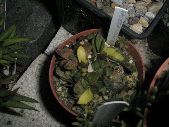 Gasteria liliputana variegata - Gasteria