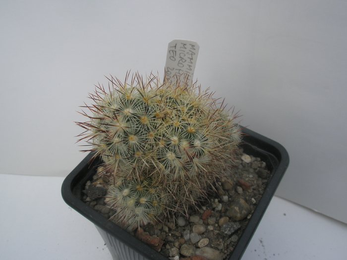 Mamm. microhelia 1 - Mammillaria