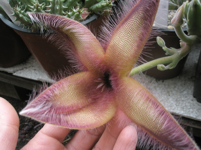 Stapelia gettlefii - 15.10 - Stapelia