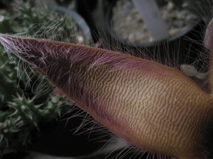 Stapelia gettlefii - petala - Stapelia