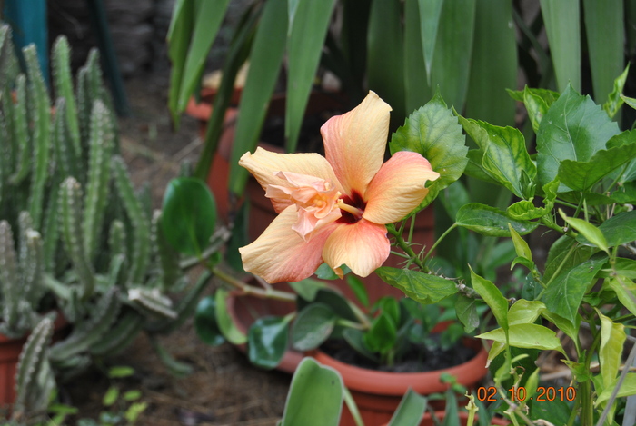 DSC_0255 - hibiscus portocaliu
