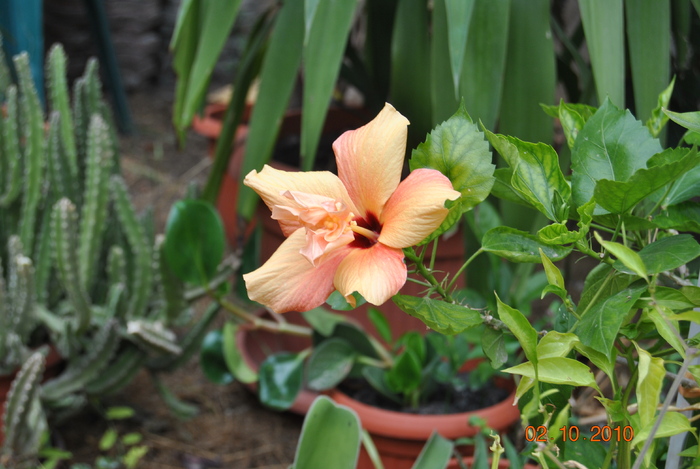 DSC_0256 - hibiscus portocaliu