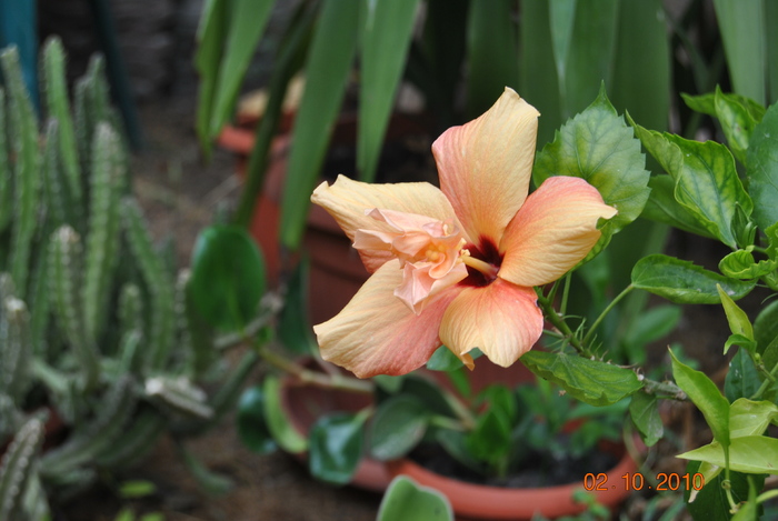 DSC_0257 - hibiscus portocaliu