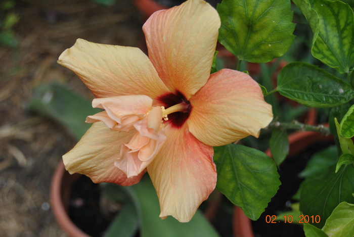 DSC_0258 - hibiscus portocaliu