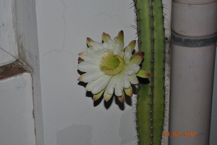 DSC_0156 - cactus patratos