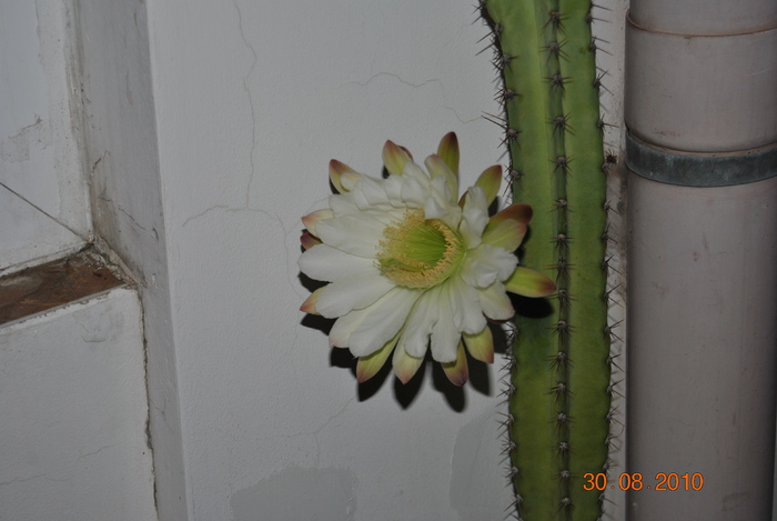 DSC_0157 - cactus patratos