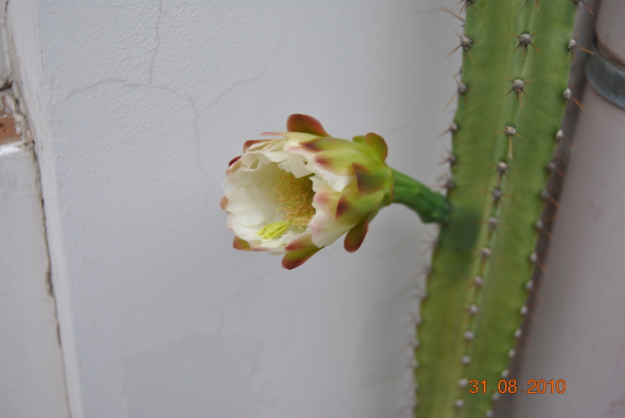 DSC_0159 - cactus patratos